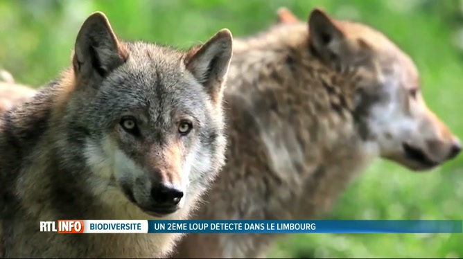 mauvaise rencontre loup