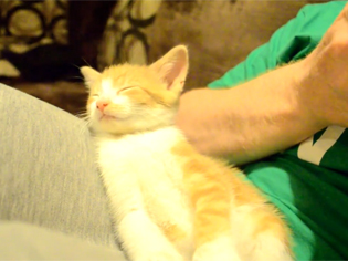 Oscar Un Chaton Qui Tombe De Sommeil Trop Mignon Video Rtl People