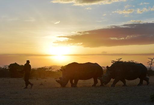 Au Kenya, la survie du rhinocéros blanc du Nord ne dépend ...