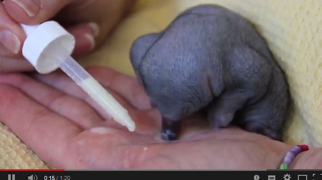 Voici Le Bebe Animal Le Plus Mignon Du Monde Video Rtl People