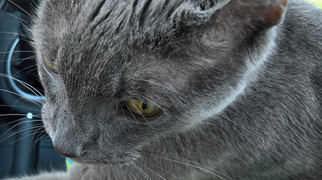 Ce Chat Mourant Tient La Main De Son Maitre Lors De Son Dernier Trajet Chez Le Veterinaire Photo Rtl People