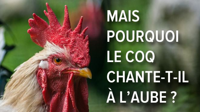 Le Sommeil Demilie Perturbé Par Le Chant Des Coqs De Son Voisin à