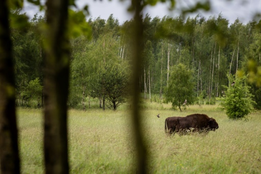 Polscy ekolodzy potępiają wznowienie wyrębu lasu pierwotnego w Białowieży.