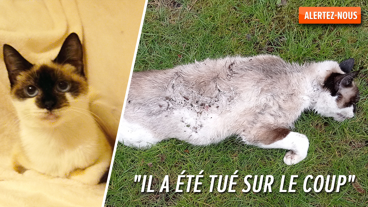 Il Etait Dechaine On Voyait Que Le Chien Voulait Tuer Frimousse Le Chaton De Solange Tue Par Un Husky Sans Laisse Rtl Info