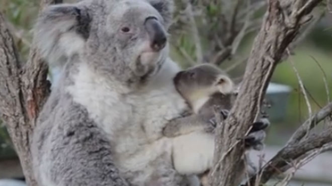 Moment Magique Le Premier Calin D Une Maman Koala Et Son Bebe Video Rtl People